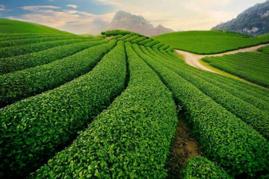 Click Dat Tea Cau Dat Tea Hill: A Must-Visit Destination in Dalat