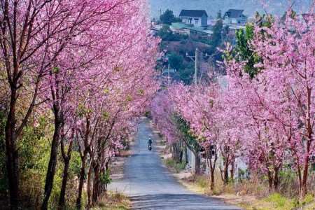 THE MOST BEAUTIFUL CHERRY BLOSSOM VIEWING STREETS IN DA LAT