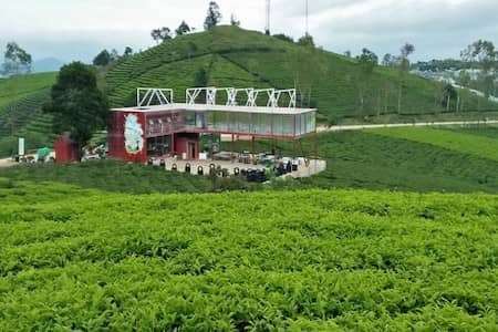 Cau Dat Tea Farm