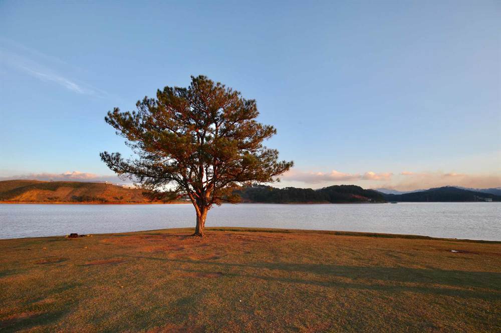 Lonely pine tree