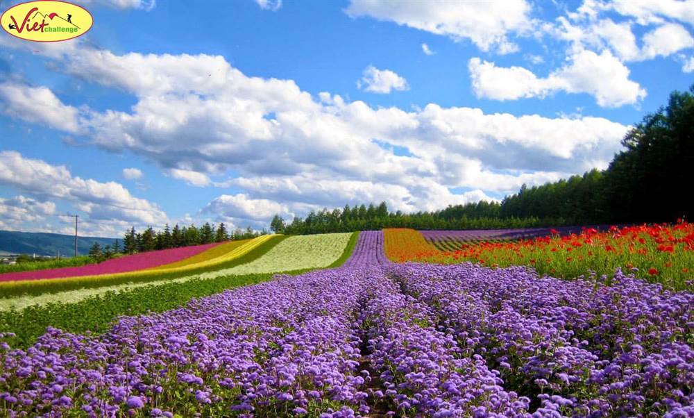 Multiple colors of Flowers