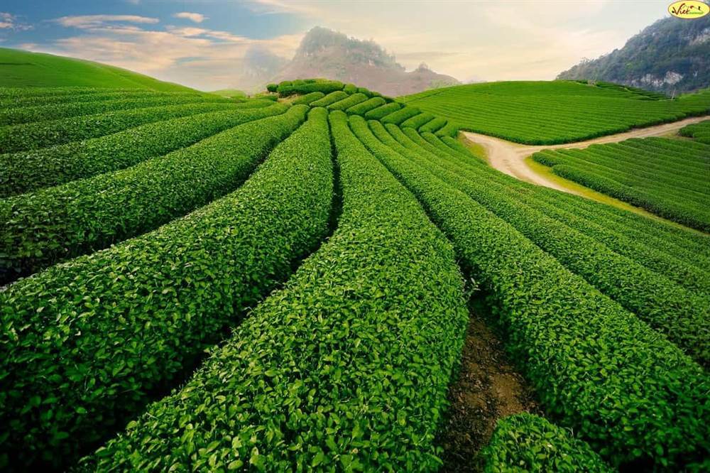 Cau Dat Tea Hill