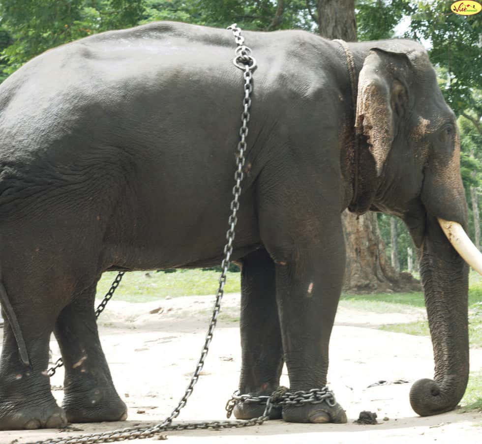 Elephant in mahout