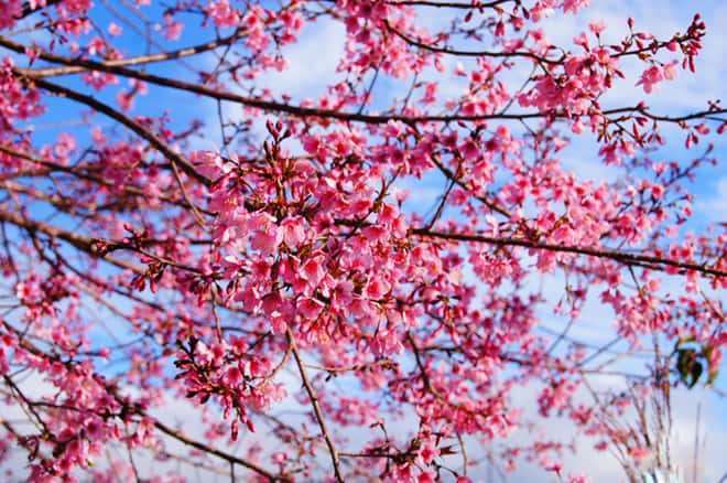 cherry blossom in Dalat
