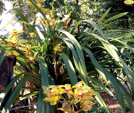 Visiting the land of cymbidium orchids Visiting the land of cymbidium orchids